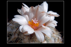 Gymnocactus ysabelae