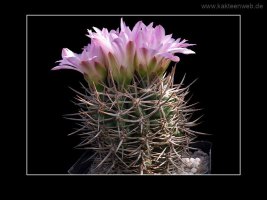 Gymnocalycium achirasense