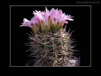 Gymnocalycium achirasense