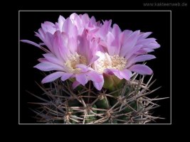 Gymnocalycium achirasense