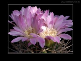 Gymnocalycium achirasense