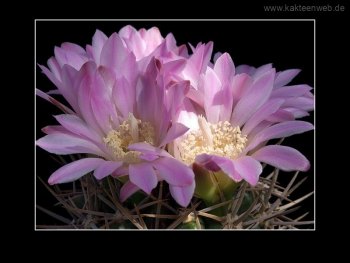 Gymnocalycium achirasense