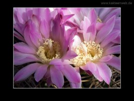 Gymnocalycium achirasense