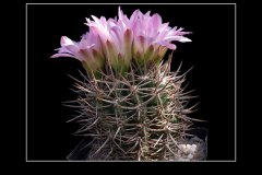 Gymnocalycium achirasense