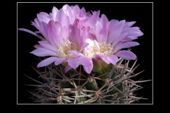 Gymnocalycium achirasense