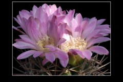 Gymnocalycium achirasense