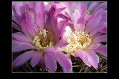 Gymnocalycium achirasense
