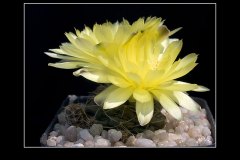 Gymnocalycium andreae P 199