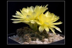 Gymnocalycium andreae P 199