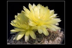 Gymnocalycium andreae P 199