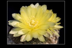 Gymnocalycium andreae P 199
