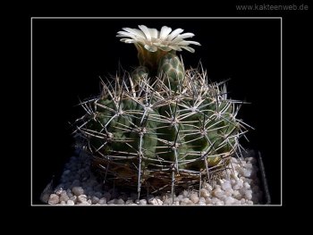 Gymnocalycium bicolor