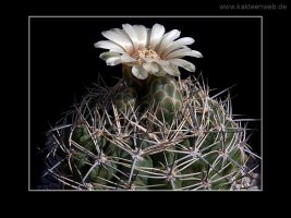 Gymnocalycium bicolor
