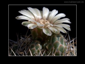 Gymnocalycium bicolor
