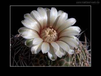 Gymnocalycium bicolor