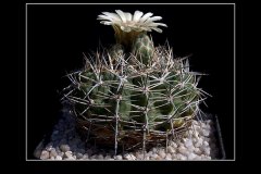 Gymnocalycium bicolor