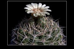 Gymnocalycium bicolor