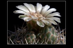 Gymnocalycium bicolor