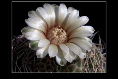 Gymnocalycium bicolor