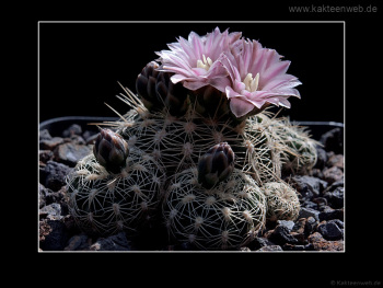 Gymnocalycium bruchii P 174