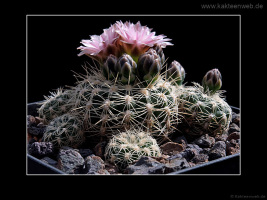 Gymnocalycium bruchii P 174