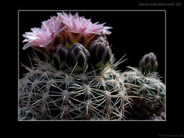 Gymnocalycium bruchii P 174