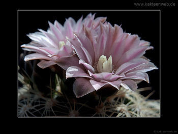 Gymnocalycium bruchii P 174