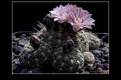 Gymnocalycium bruchii P 174