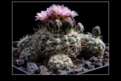 Gymnocalycium bruchii P 174