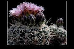 Gymnocalycium bruchii P 174