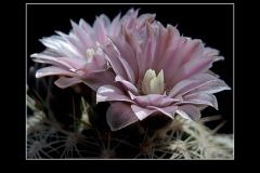 Gymnocalycium bruchii P 174