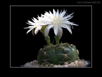 Gymnocalycium denudatum