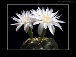 Gymnocalycium denudatum