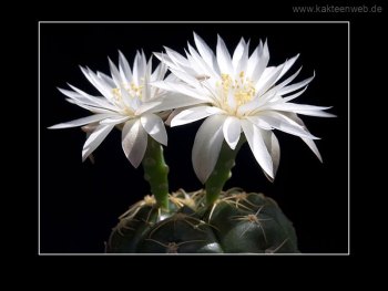 Gymnocalycium denudatum