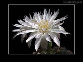 Gymnocalycium denudatum