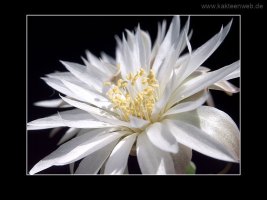 Gymnocalycium denudatum