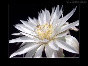 Gymnocalycium denudatum