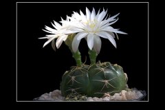 Gymnocalycium denudatum