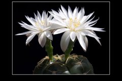 Gymnocalycium denudatum