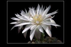 Gymnocalycium denudatum