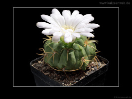 Gymnocalycium monvillei var. steineri LF95A