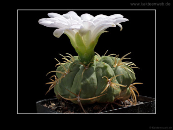 Gymnocalycium monvillei var. steineri LF95A