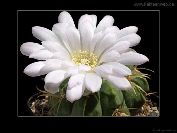 Gymnocalycium monvillei var. steineri LF95A