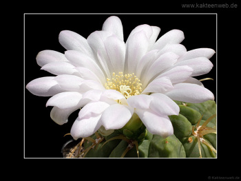 Gymnocalycium monvillei var. steineri LF95A