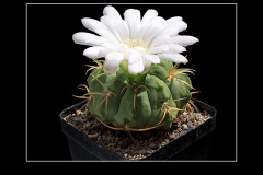 Gymnocalycium monvillei var. steineri LF95A