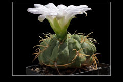 Gymnocalycium monvillei var. steineri LF95A