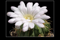 Gymnocalycium monvillei var. steineri LF95A