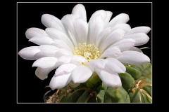 Gymnocalycium monvillei var. steineri LF95A