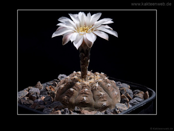 Gymnocalycium ragonesei P 18