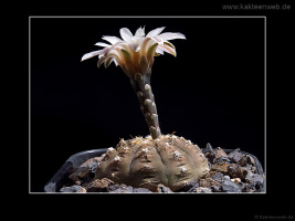 Gymnocalycium ragonesei P 18